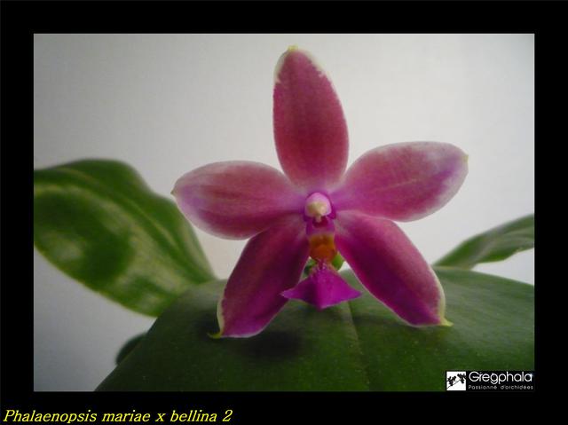 Phalaenopsis mariae x bellina 17092810301317991315292309