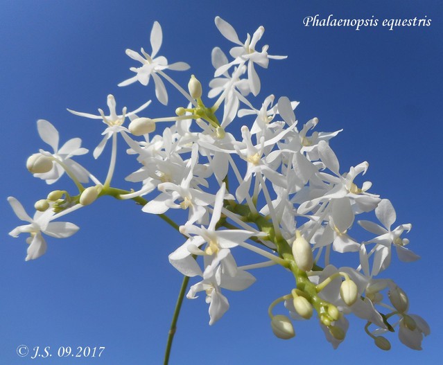 Phalaenopsis equestris 17100312010011420015299156