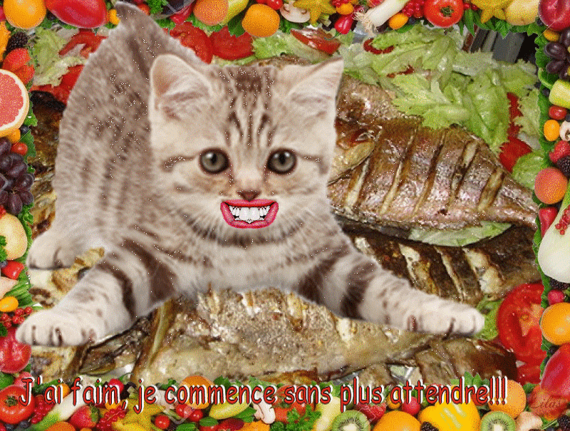 Photo Chat Affame A De L Album Bon Appetit