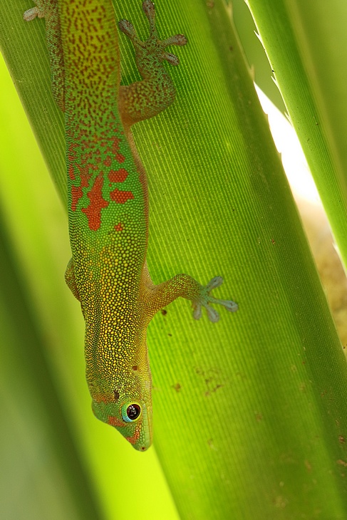 Gecko vert poussière d'or 17102911031917878015344363