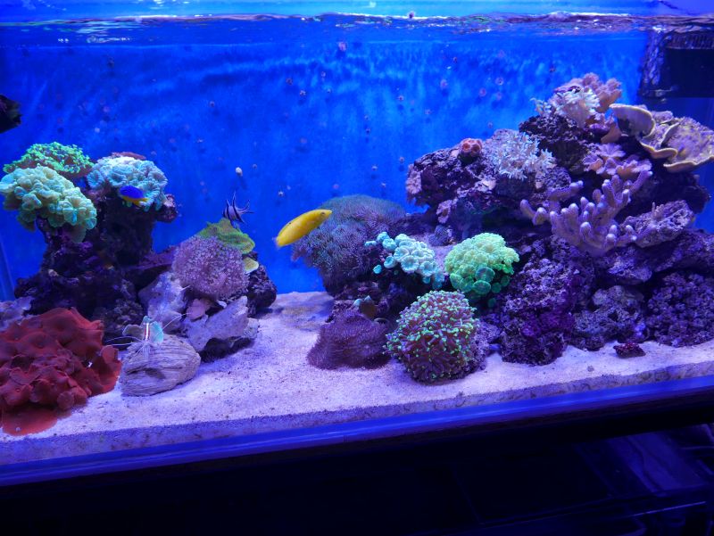 Aquarium 380 L total en système Jaubert déporté + ATS - Page 4 17110710215313025715358868