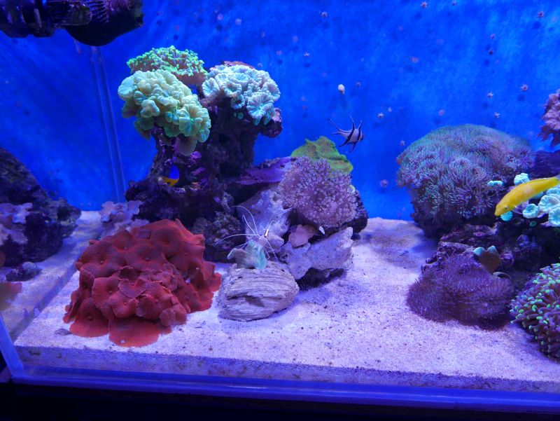 Aquarium 380 L total en système Jaubert déporté + ATS - Page 4 17110710215413025715358869