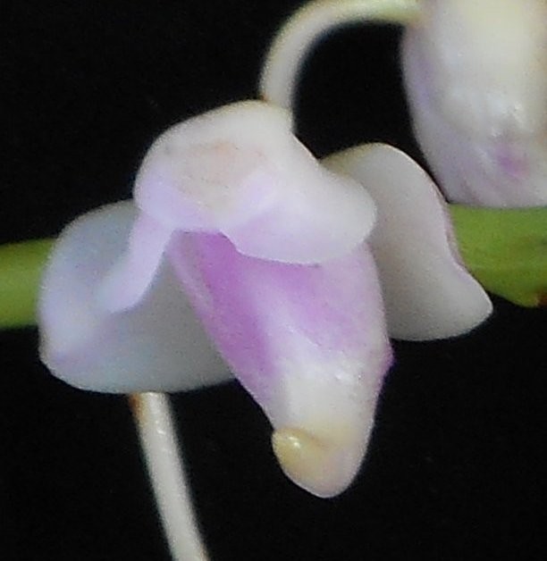 Aerides quinquevulnera 17110912124511420015360403