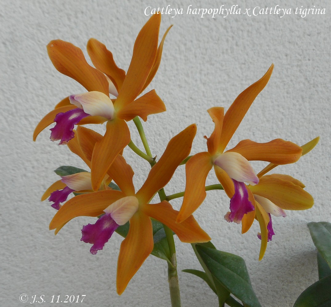 Cattleya harpophylla x tigrina 17111104022411420015364664
