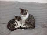 Dory (ex Bruyère) et Dora (ex Belinda) Mini_17112509201723288015385921