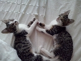 Dory (ex Bruyère) et Dora (ex Belinda) Mini_17112510480923288015385958