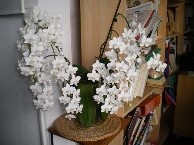 Phalaenopsis hybride à petites fleurs. 17112906315620151715392711