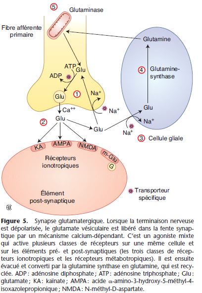 synapse glutamate