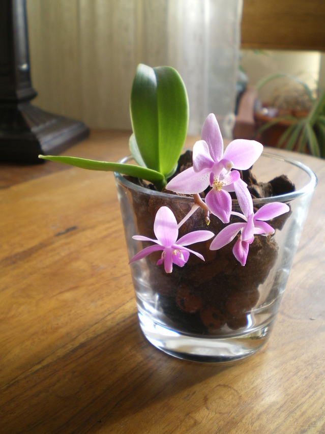 vase verre - Culture Phalaenopsis et autres orchidées en pot de verre - Page 5 17122004425220151715420631