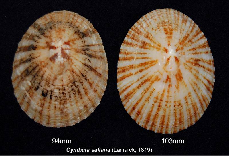safiana - Cymbula safiana (Lamarck, 1819) 17122810563014587715427358