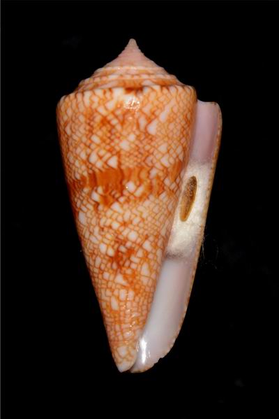 Conus (Cylinder) glorioceanus  Poppe & Tagaro, 2009 17122909223314587715429593