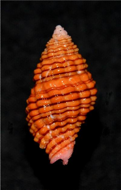 Clivipollia pulchra (Reeve, 1846) 18010910172314587715443098
