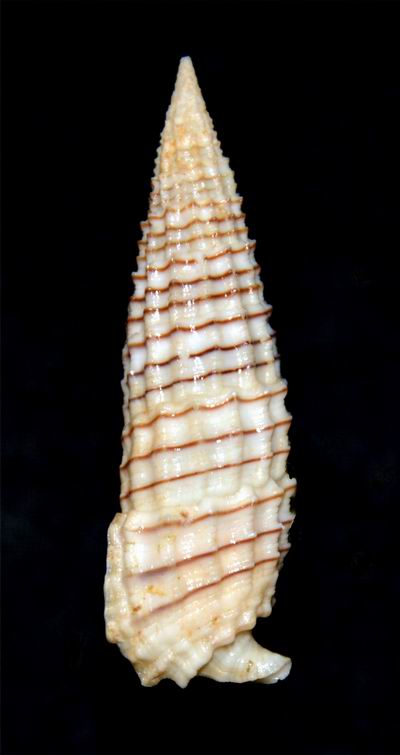 Rhinoclavis aspera (2)