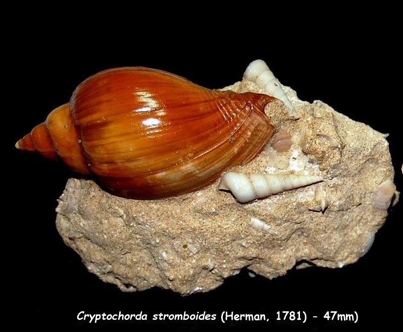Volutidae - † Cryptochorda (Neocryptochorda) stromboides (C. Herman, 1781) - (Fontenay en Vexin 27) 18011011465114587715443397