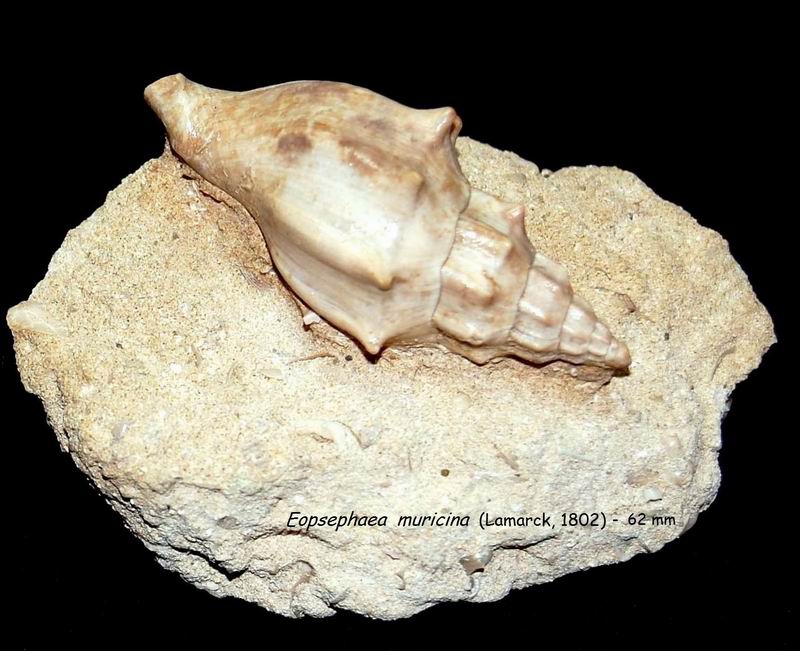 Volutidae - † Volutilithes muricina (LAMARCK, 1802) - Lutécien (Damery 51) 18011011465414587715443398