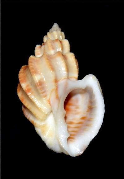 Scalptia scalariformis (Lamarck, 1822) 18011012142014587715443436