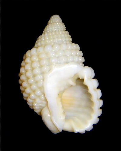 Nassarius conoidalis (Deshayes, 1832) 18011103154014587715444371