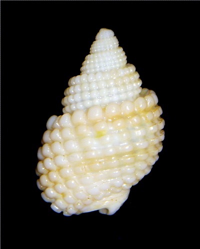 N. conoidalis (2)