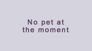 No pet