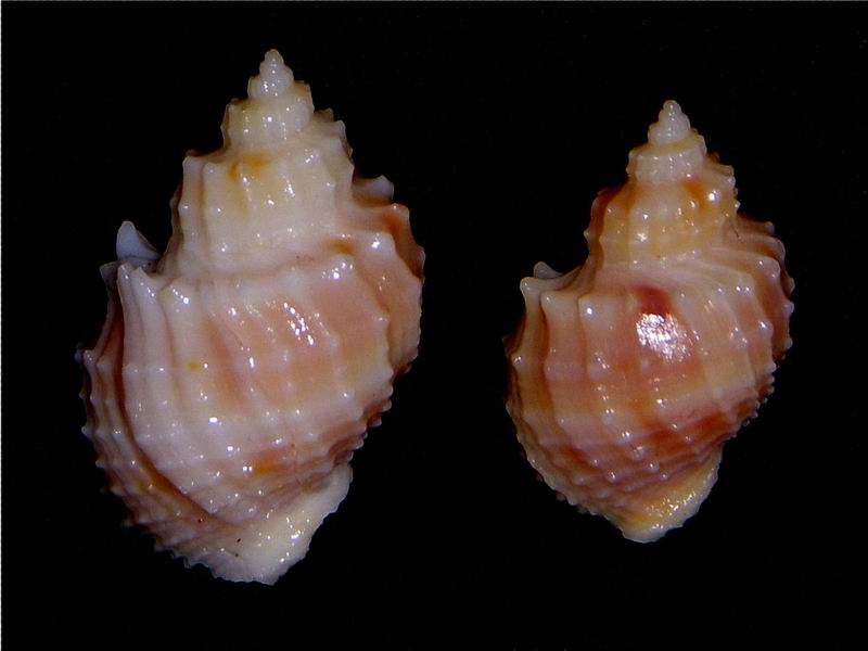 Sydaphera lactea (Deshayes, 1830)  18011509325014587715463201