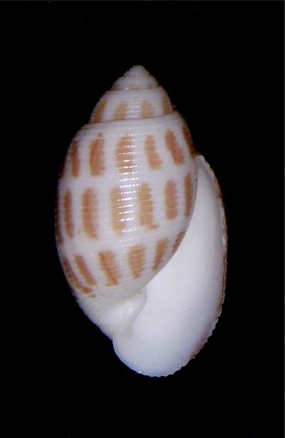 Acteonidae Punctacteon variegatus (Bruguière, 1789) 18011509325014587715463202