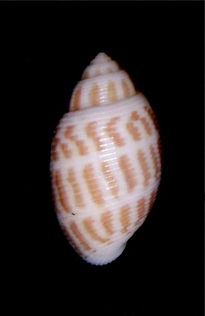 Acteonidae Punctacteon variegatus (Bruguière, 1789) 18011509325114587715463203