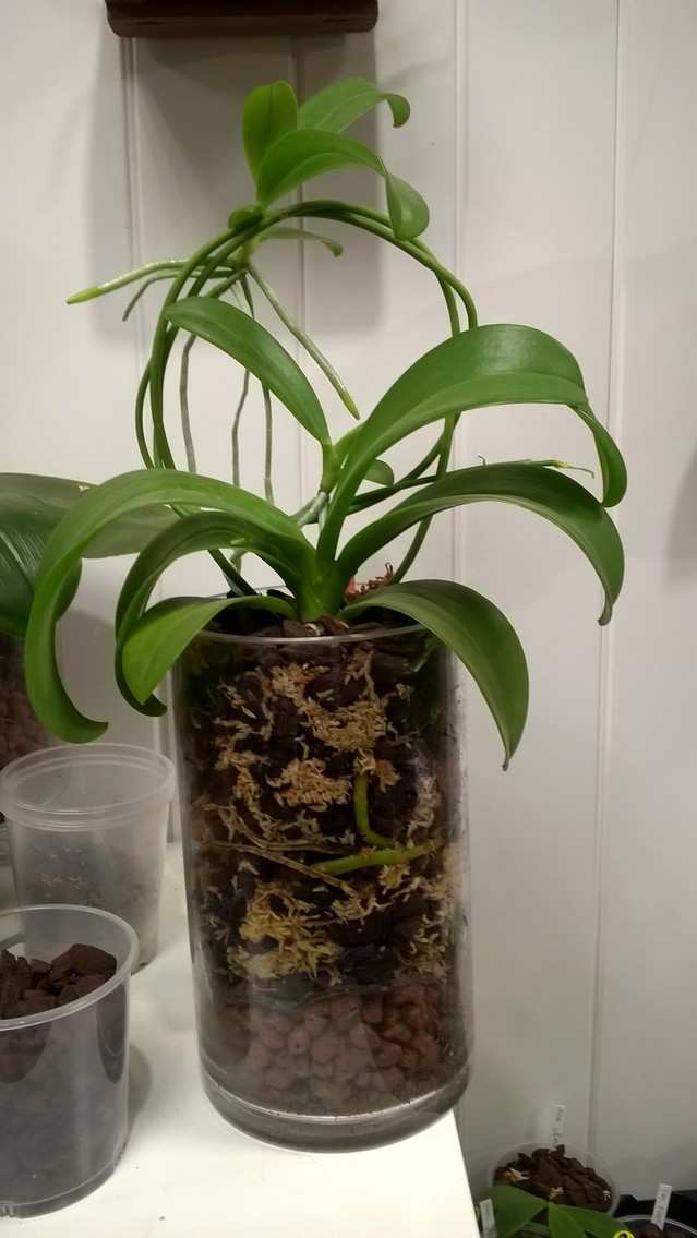 vase verre - Culture Phalaenopsis et autres orchidées en pot de verre - Page 5 18011909595717991315477715