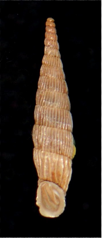 Albinaria praeclara parallelifera (Boettger, 1878) 18012007175214587715482298