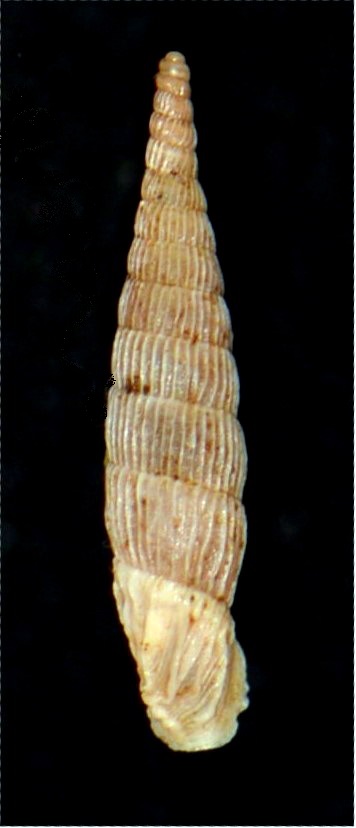 Albinaria praeclara parallelifera (Boettger, 1878) 18012007175314587715482299