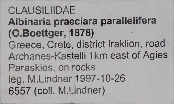 Albinaria praeclara parallelifera (Boettger, 1878) 18012007175414587715482300