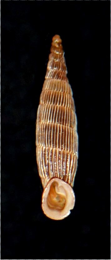 Albinaria idaea venosa (Boettger, 1878) 18012007175714587715482305