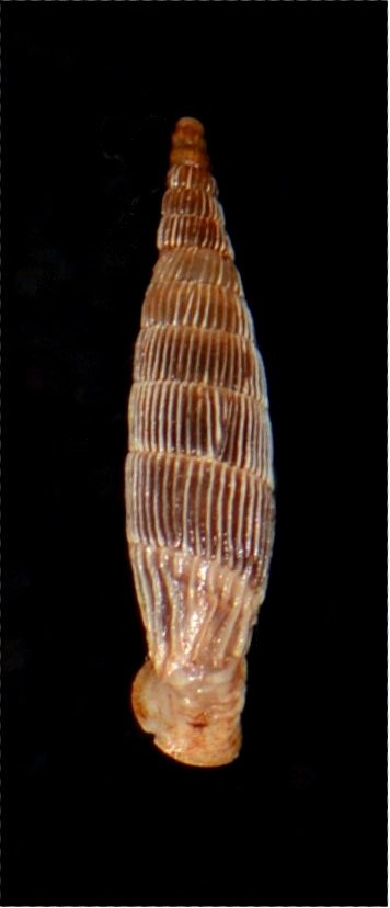 Albinaria idaea venosa (Boettger, 1878) 18012007175914587715482306