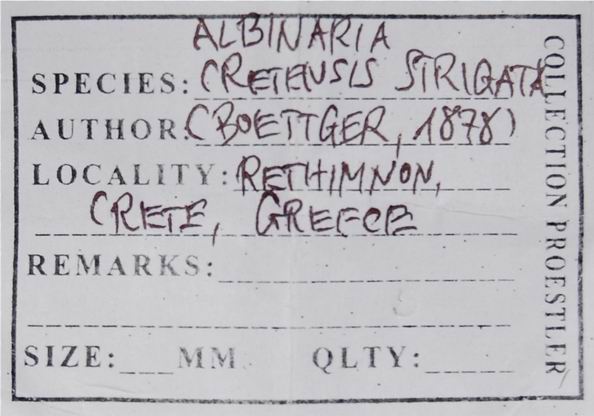 Albinaria cretensis strigata (Boettger, 1878) 18012007180514587715482313