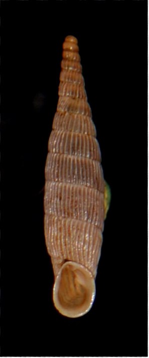 Albinaria cretensis strictecostata (Boettger, 1878) 18012007180914587715482316