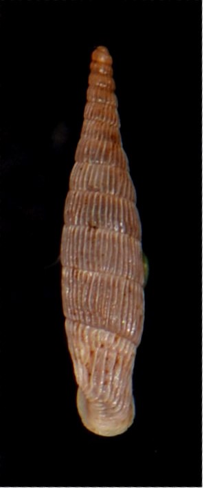 Albinaria cretensis strictecostata (Boettger, 1878) 18012007180914587715482317