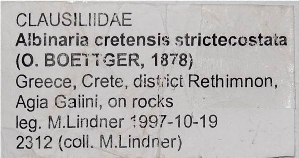 Albinaria cretensis strictecostata (Boettger, 1878) 18012007181114587715482318