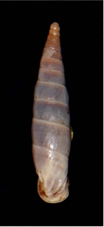 Delima bilabiata aischingeri (Charpentier, 1852) 18012007181214587715482320