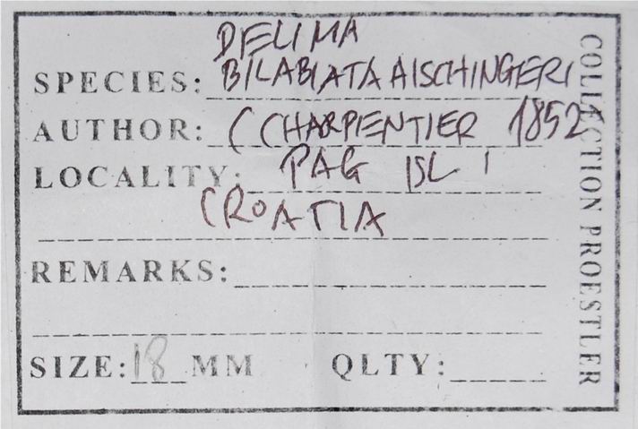 Delima bilabiata aischingeri (Charpentier, 1852) 18012007181314587715482321