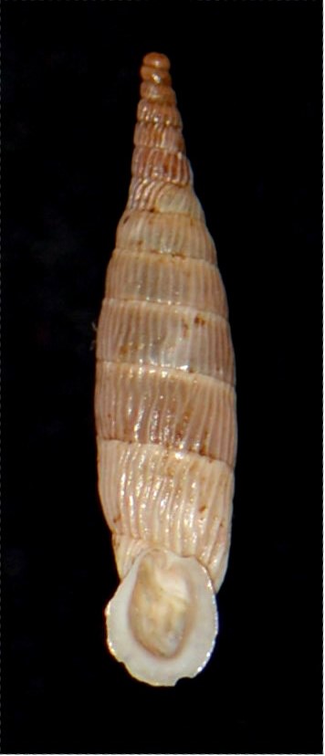 Eocypraea inflata - Albinaria corrugata inflata (Olivier, 1801) 18012007203614587715482344