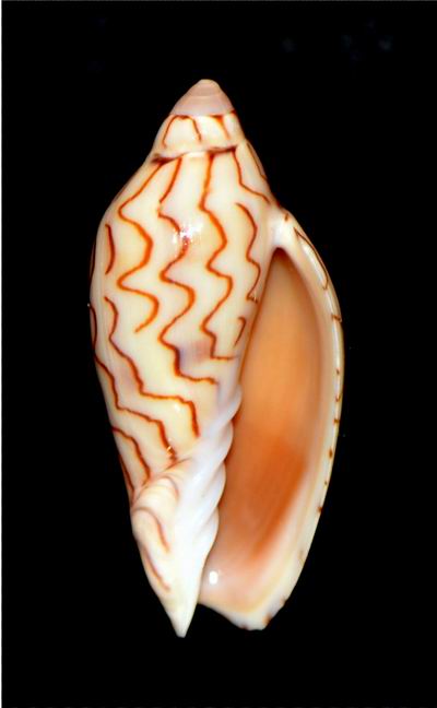 Amoria macandrewi (G. B. Sowerby III, 1887)  18012104412714587715486422