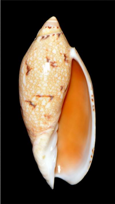 Amoria praetexta (Reeve, 1849) 18012104412814587715486426