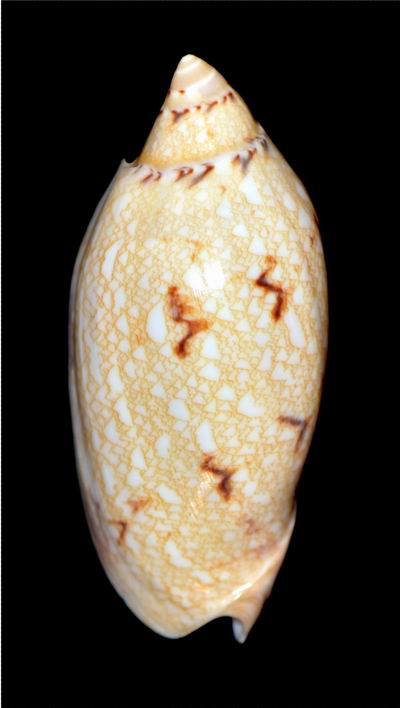 Amoria praetexta (Reeve, 1849) 18012104412814587715486427