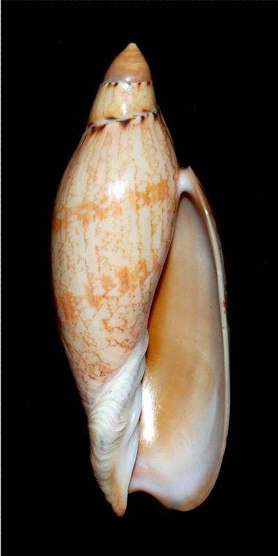 Amoria damoni ludbrookae Bail & Limpus, 1997 18012106252914587715486825