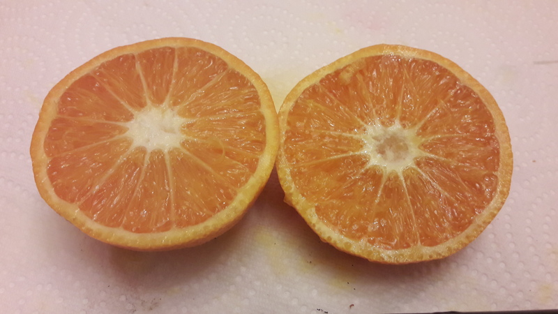 mandarine triploide clara (1)