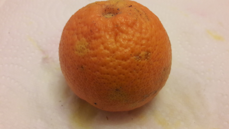 mandarine triploide clara (2)