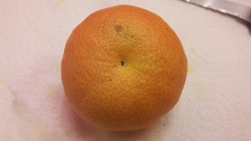 mandarine triploide clara (4)