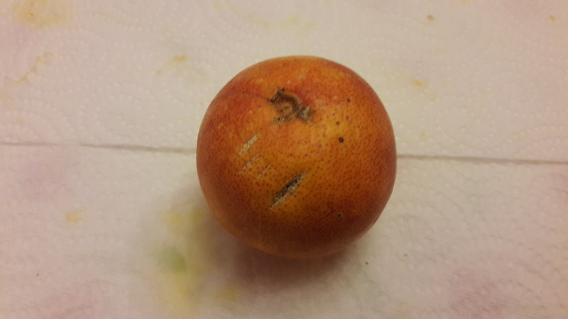 oranger sanguinelli (2)