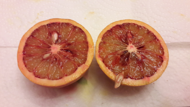 oranger sanguinelli (5)