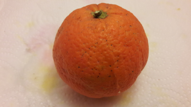 oranger gosset (1)
