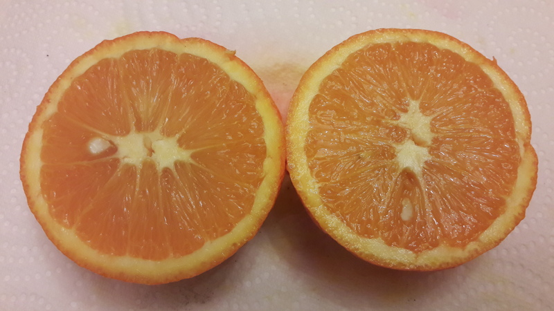 oranger gosset (5)2